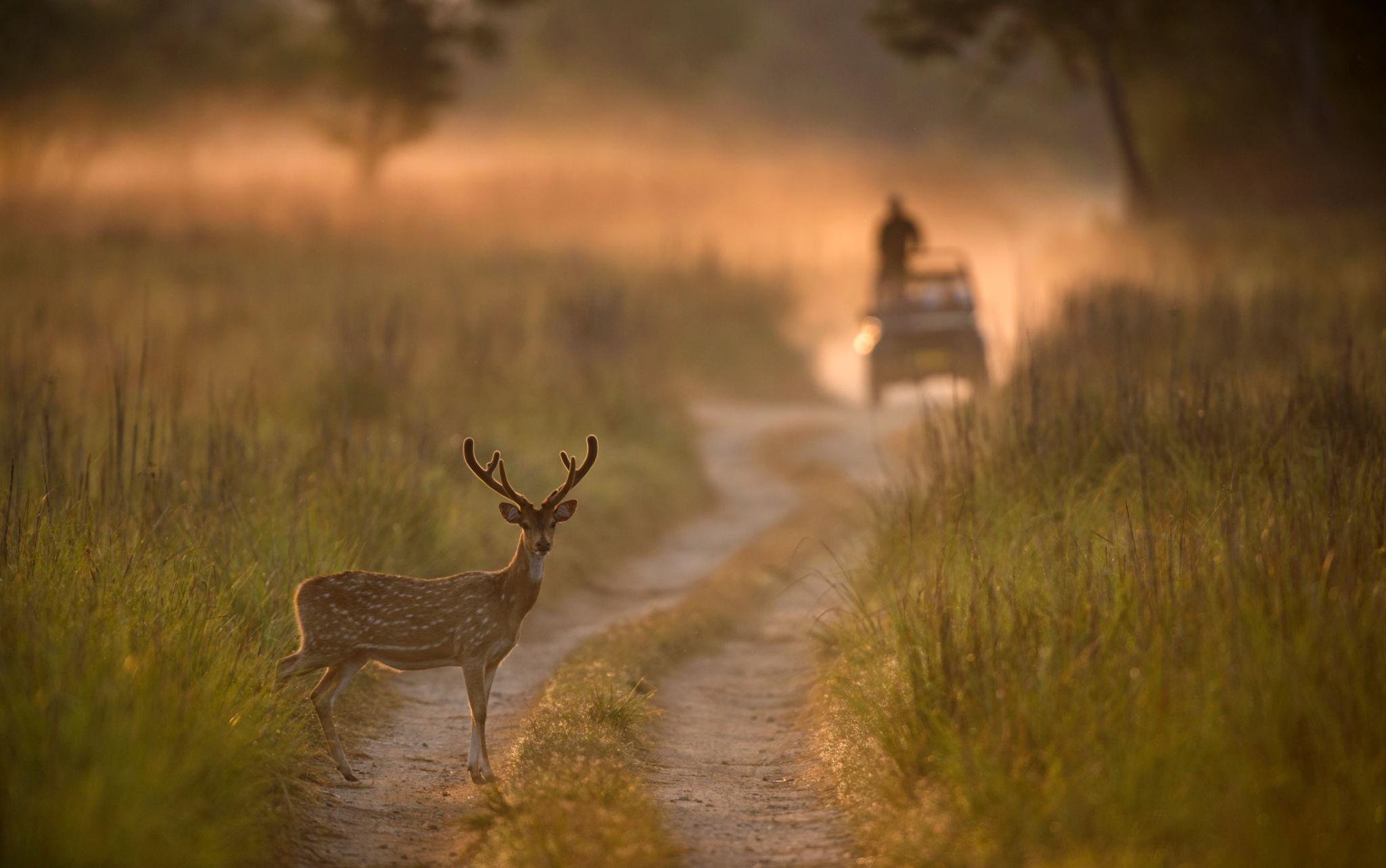 Jim Corbett safari forest