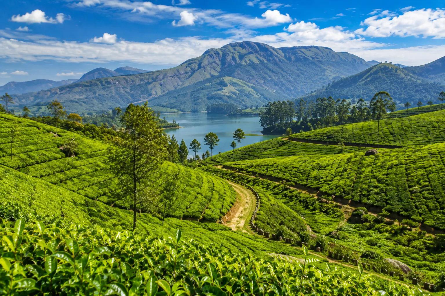 Munnar tea gardens and rolling hills in Kerala